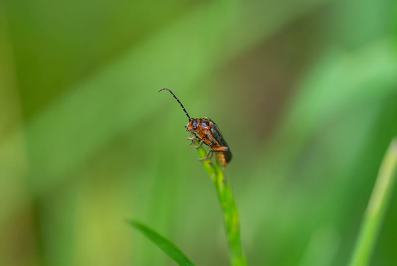 Blister beetle extract cantharidin used to be primary ingredient in spanish fly