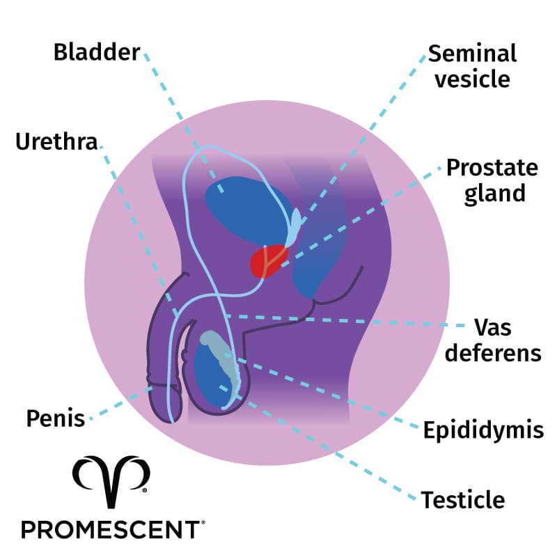 Illustration of where the prostate is located