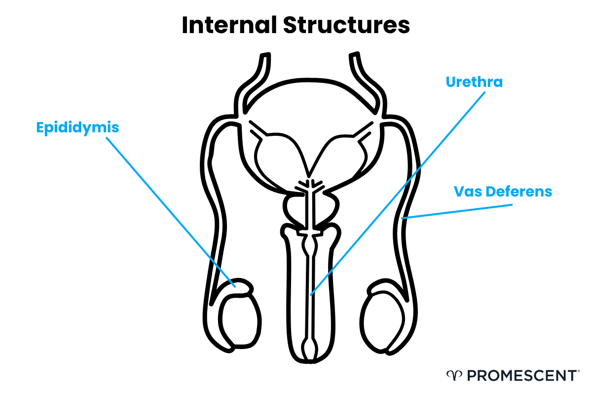 Internal structures of the male anatomy.
